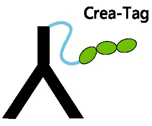 Thyroid Cancer Related Tumor Profiling